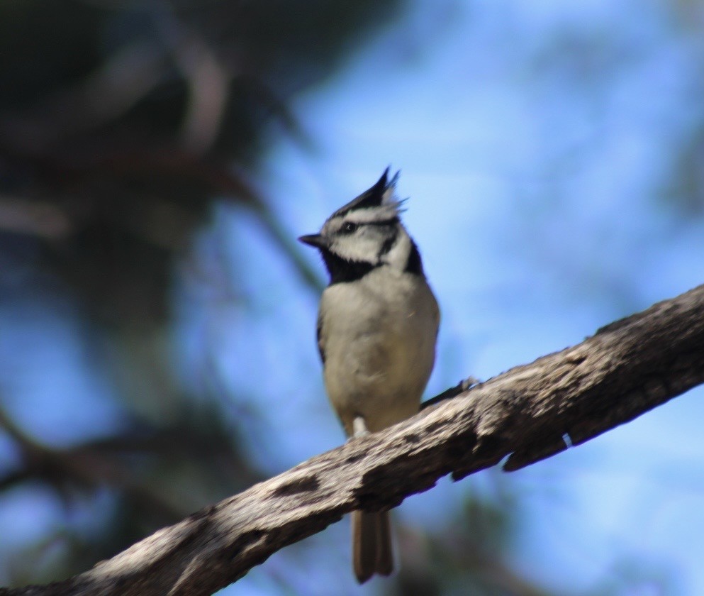 Bridled Titmouse - ML646559429