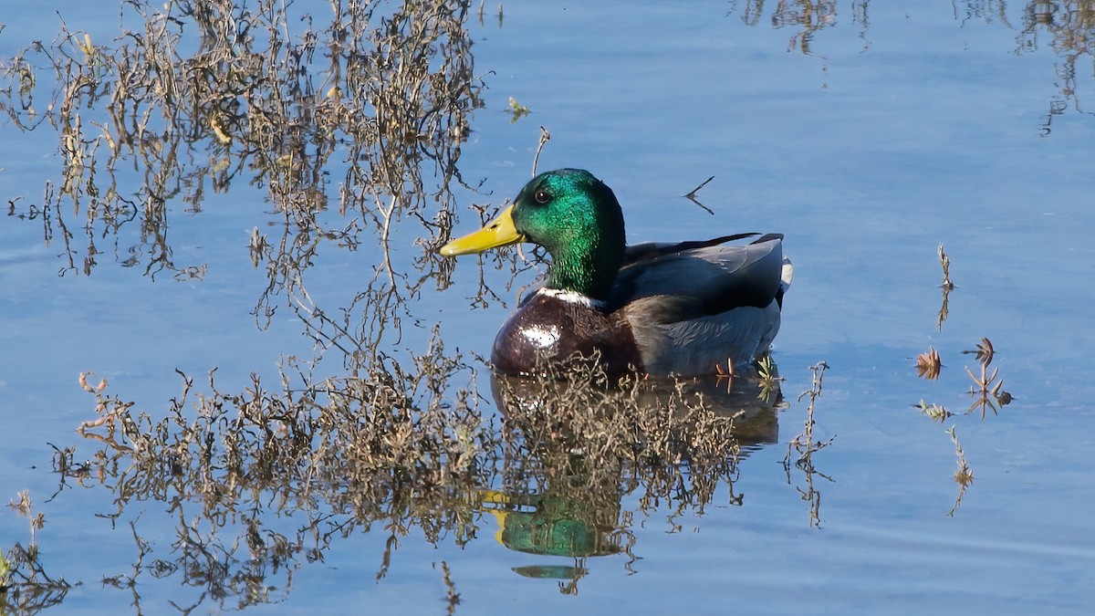 Mallard - ML646559432