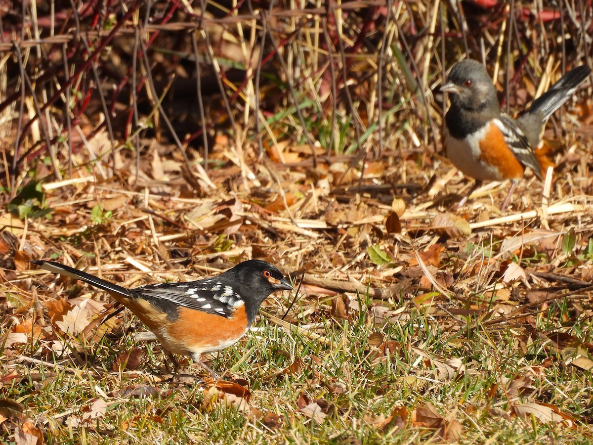 Fleckengrundammer - ML646559433