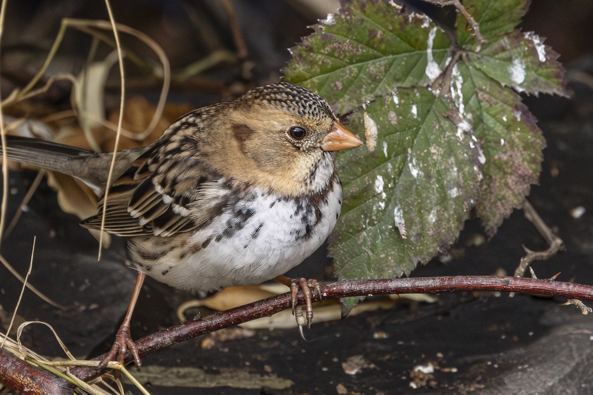 Chingolo de Harris - ML646559435