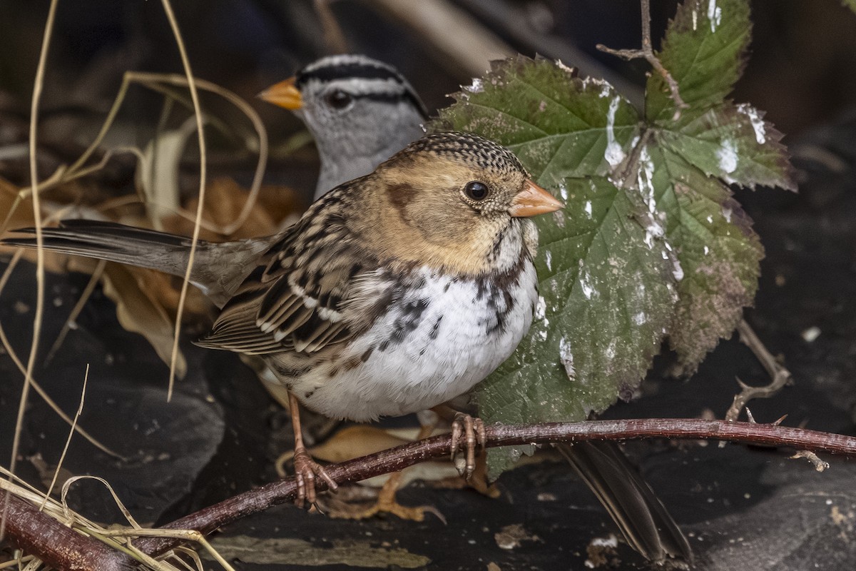 Chingolo de Harris - ML646559437