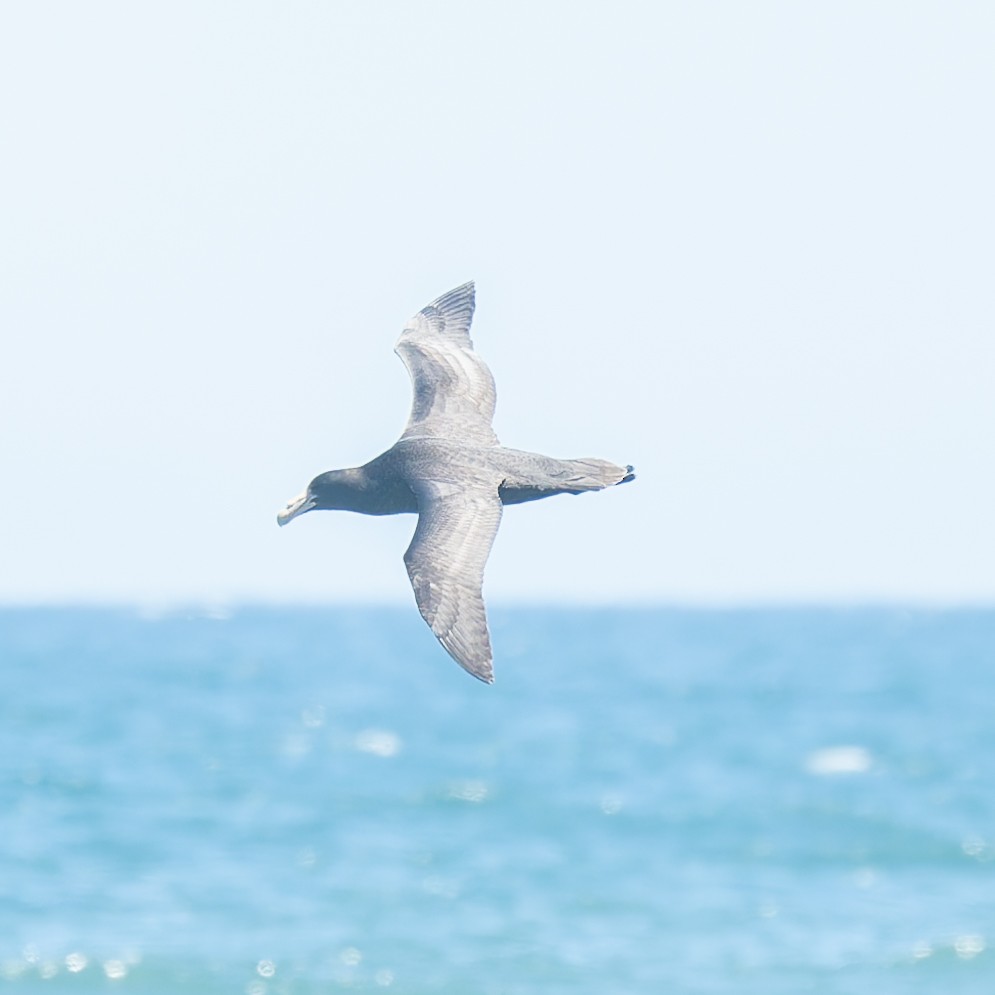 sørkjempepetrell - ML646559439