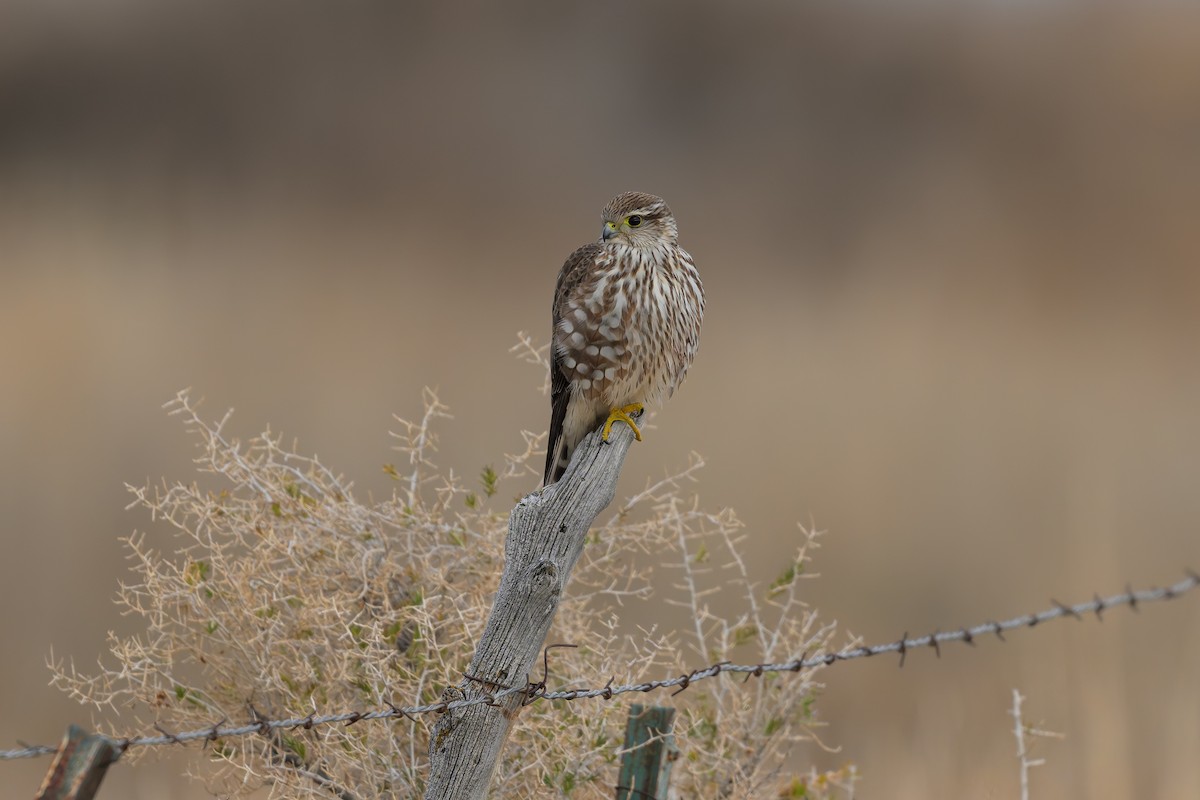 Boz Doğan - ML646559440