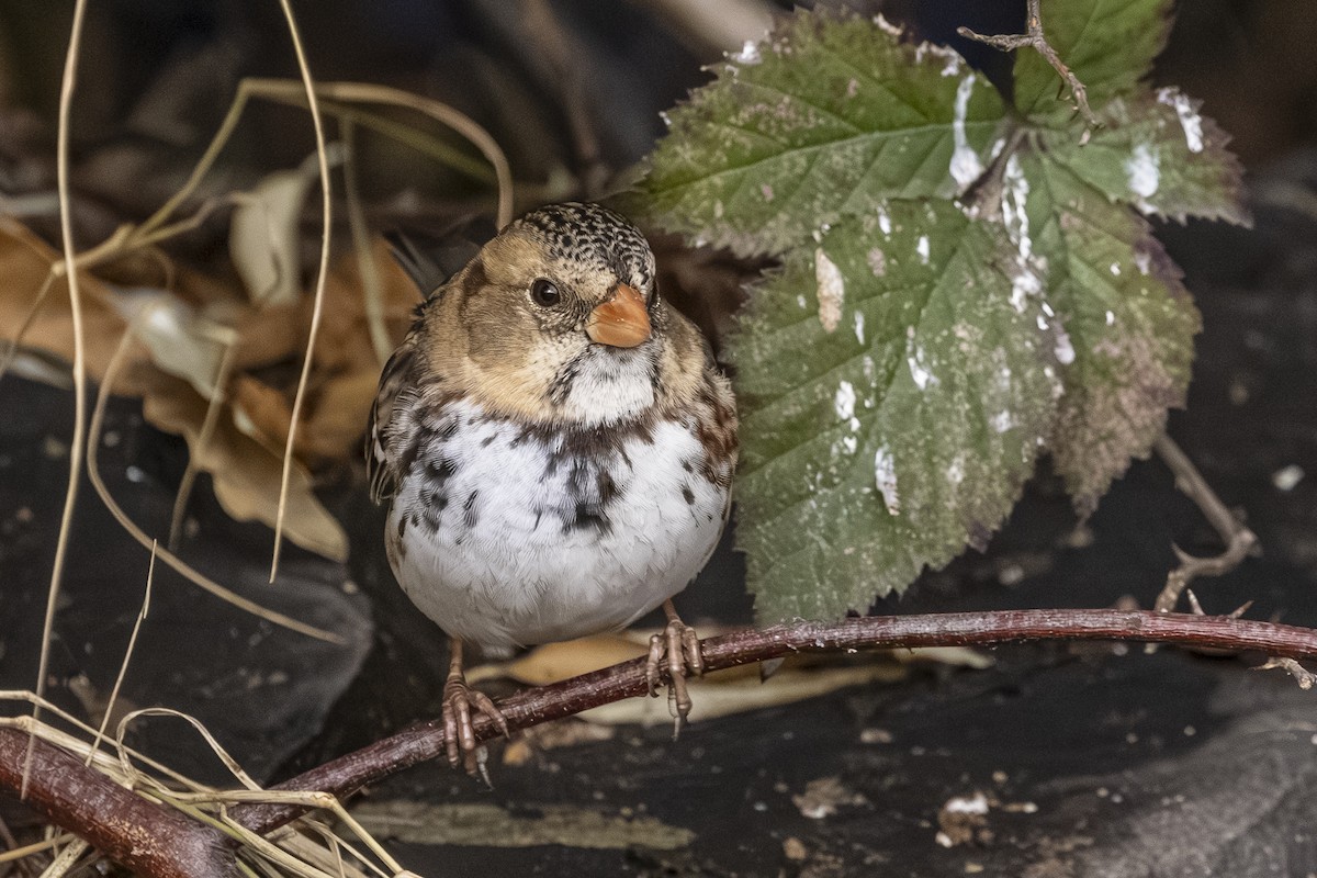 Chingolo de Harris - ML646559442