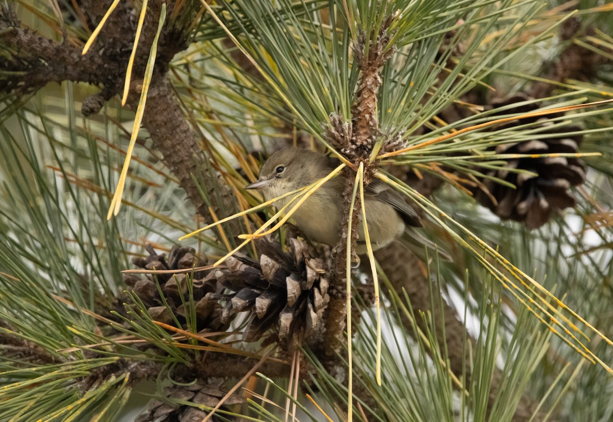 Paruline des pins - ML646559443