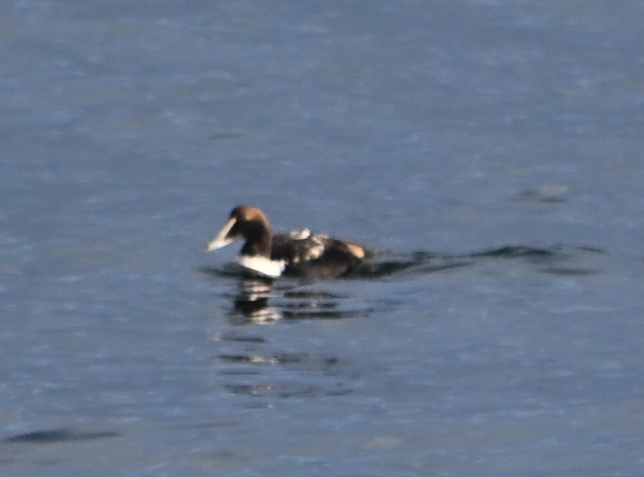 Common Eider (Dresser's) - ML646559444
