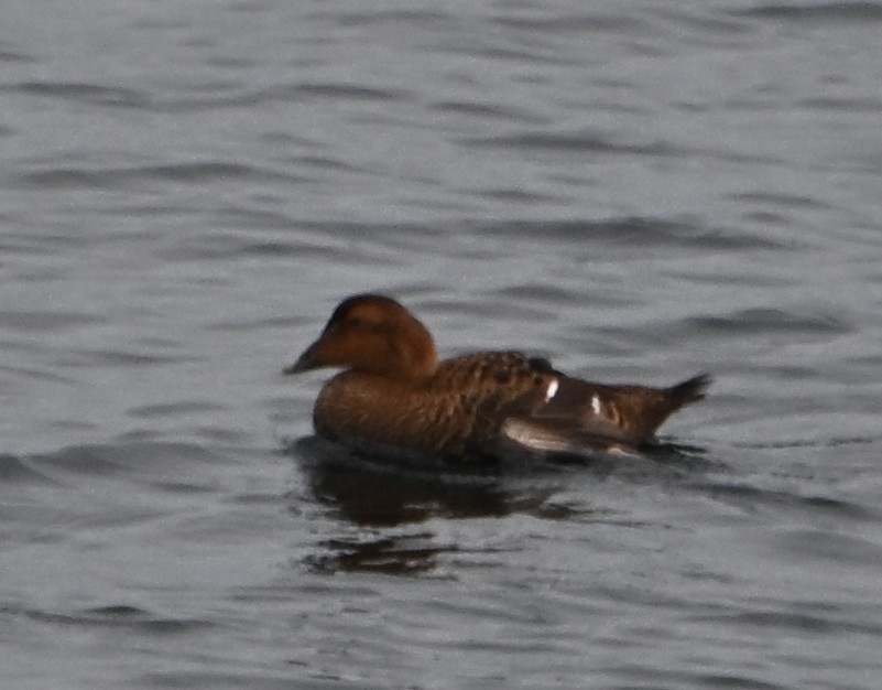 Common Eider (Dresser's) - ML646559445