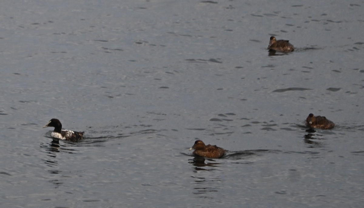 Common Eider (Dresser's) - ML646559446