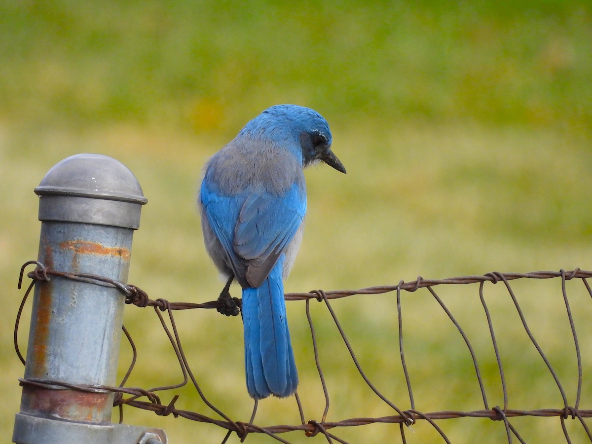 Woodhousehäher - ML646559447