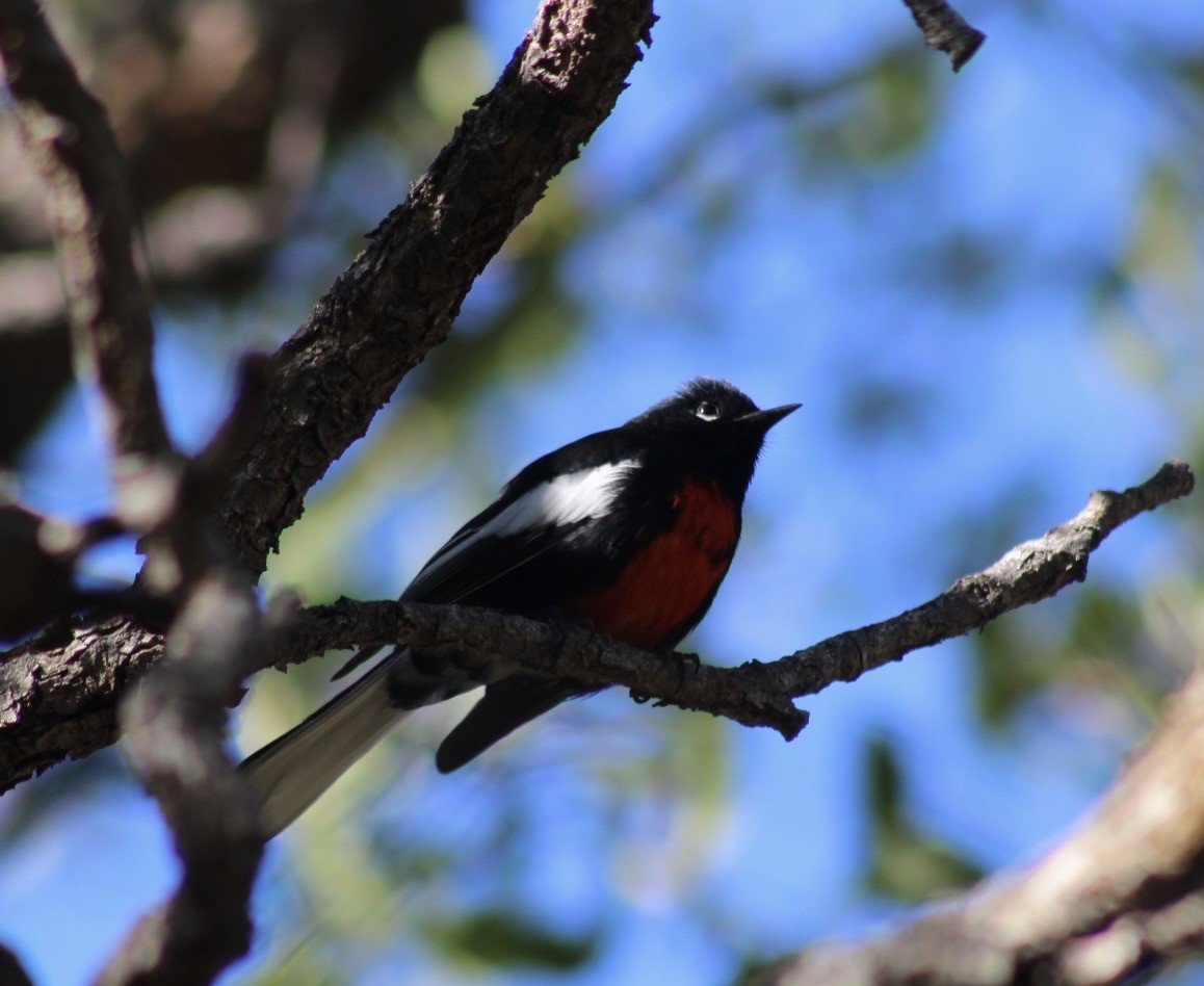 Painted Redstart - ML646559448