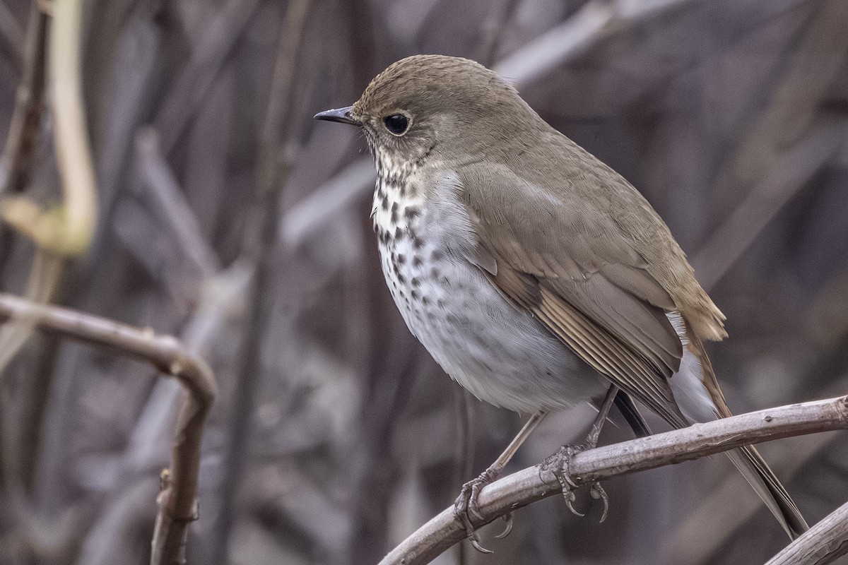 Zorzalito Colirrufo - ML646559453