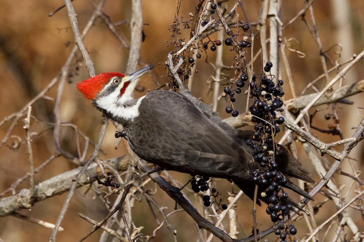 エボシクマゲラ - ML646559454