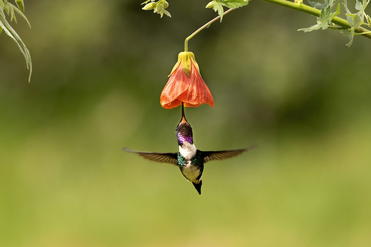 kalypta ostroocasá - ML646559455