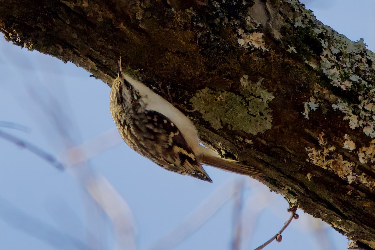 アメリカキバシリ - ML646559460