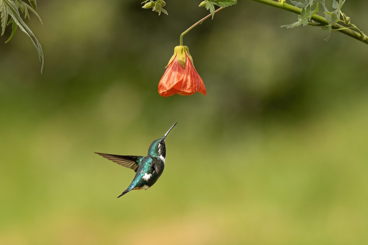 kalypta ostroocasá - ML646559462