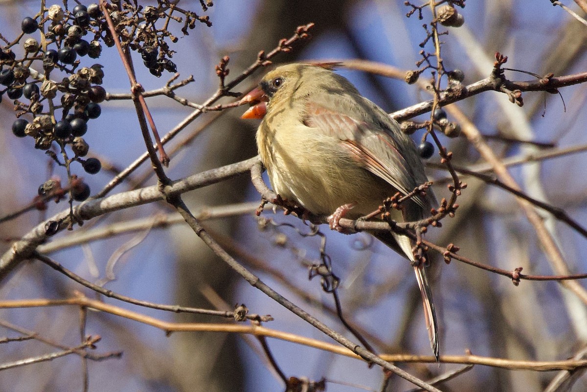 ショウジョウコウカンチョウ - ML646559463
