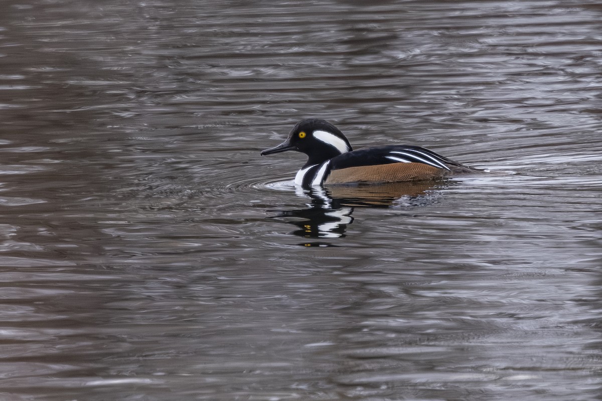 Serreta Capuchona - ML646559464