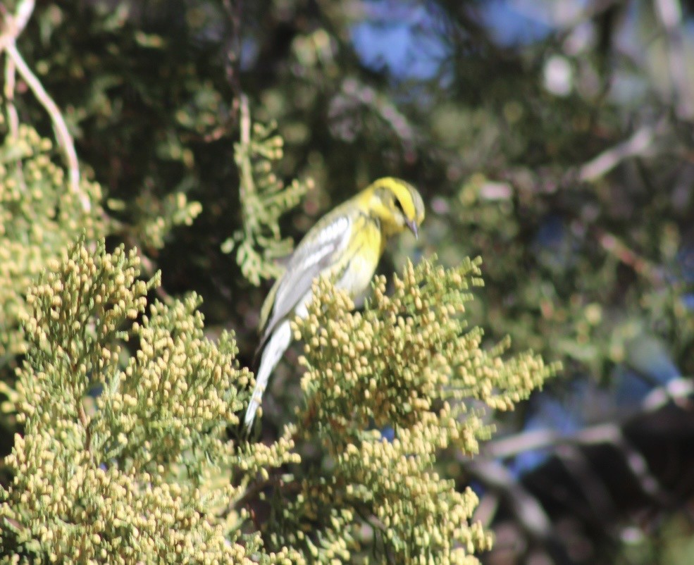 Townsend's Warbler - ML646559467
