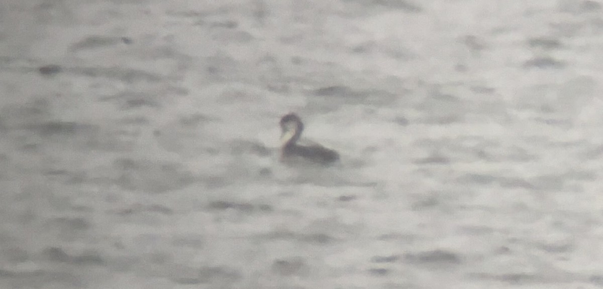 Red-throated Loon - ML646559468