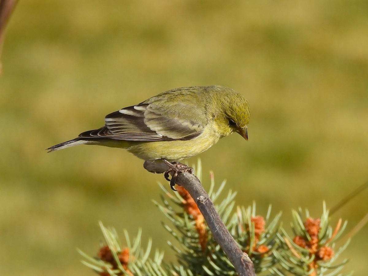 Mexikozeisig - ML646559469