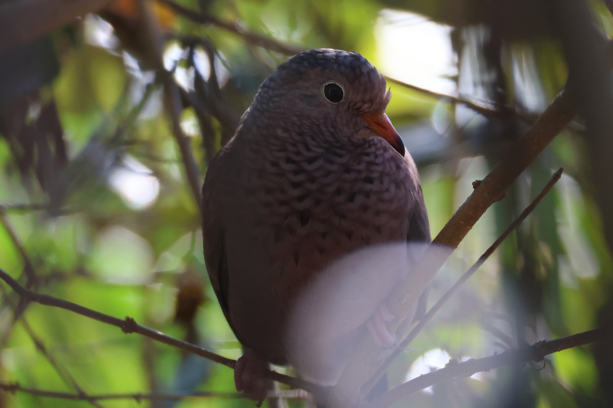 Common Ground Dove - ML646559473
