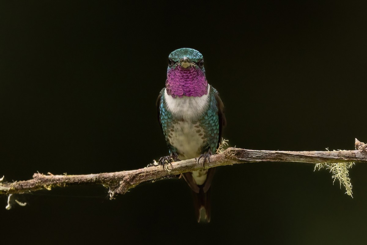 kalypta ostroocasá - ML646559474