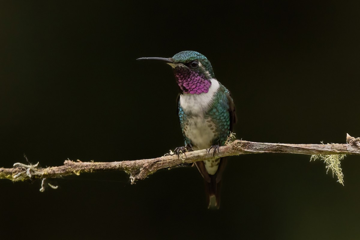 kalypta ostroocasá - ML646559477