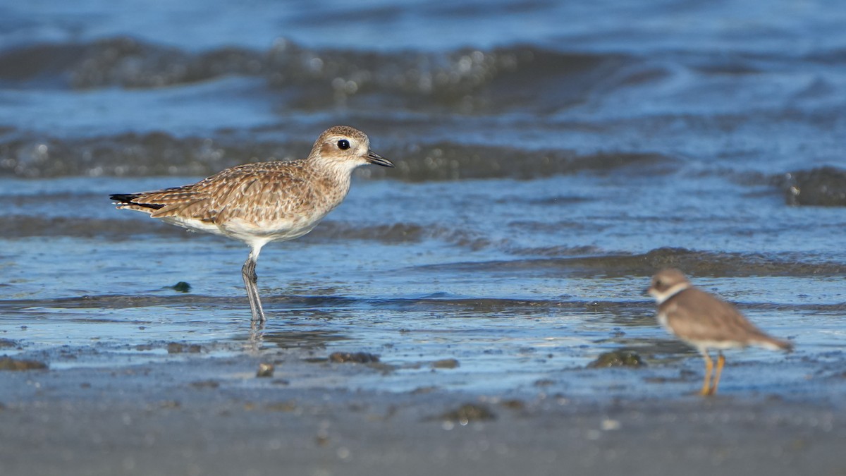 Black-bellied Plover - ML646559478