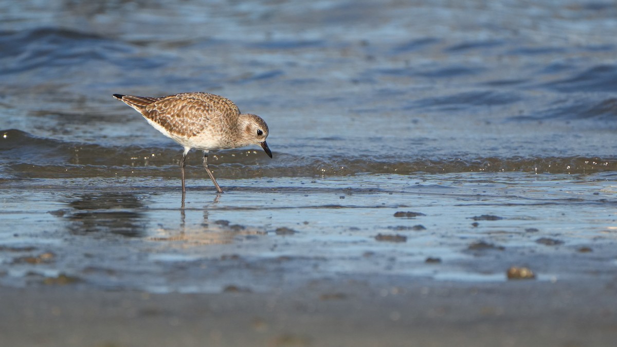 Black-bellied Plover - ML646559479