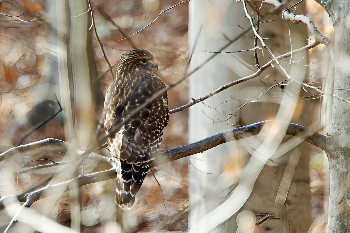 Red-shouldered Hawk - ML646559482