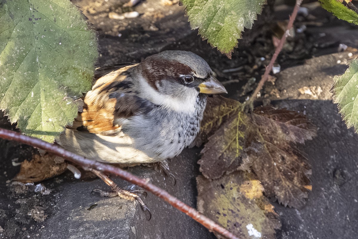 Gorrión Común - ML646559486