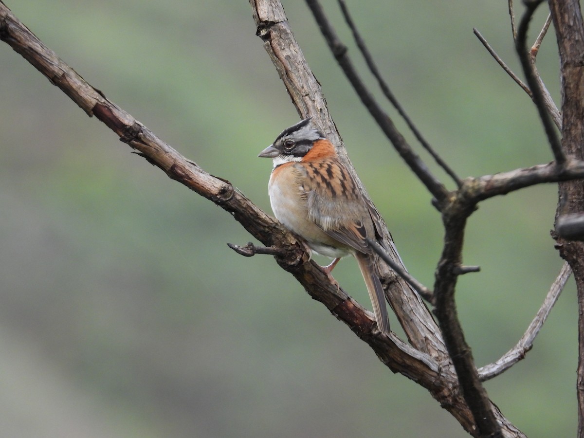 Morgenammer - ML646559488