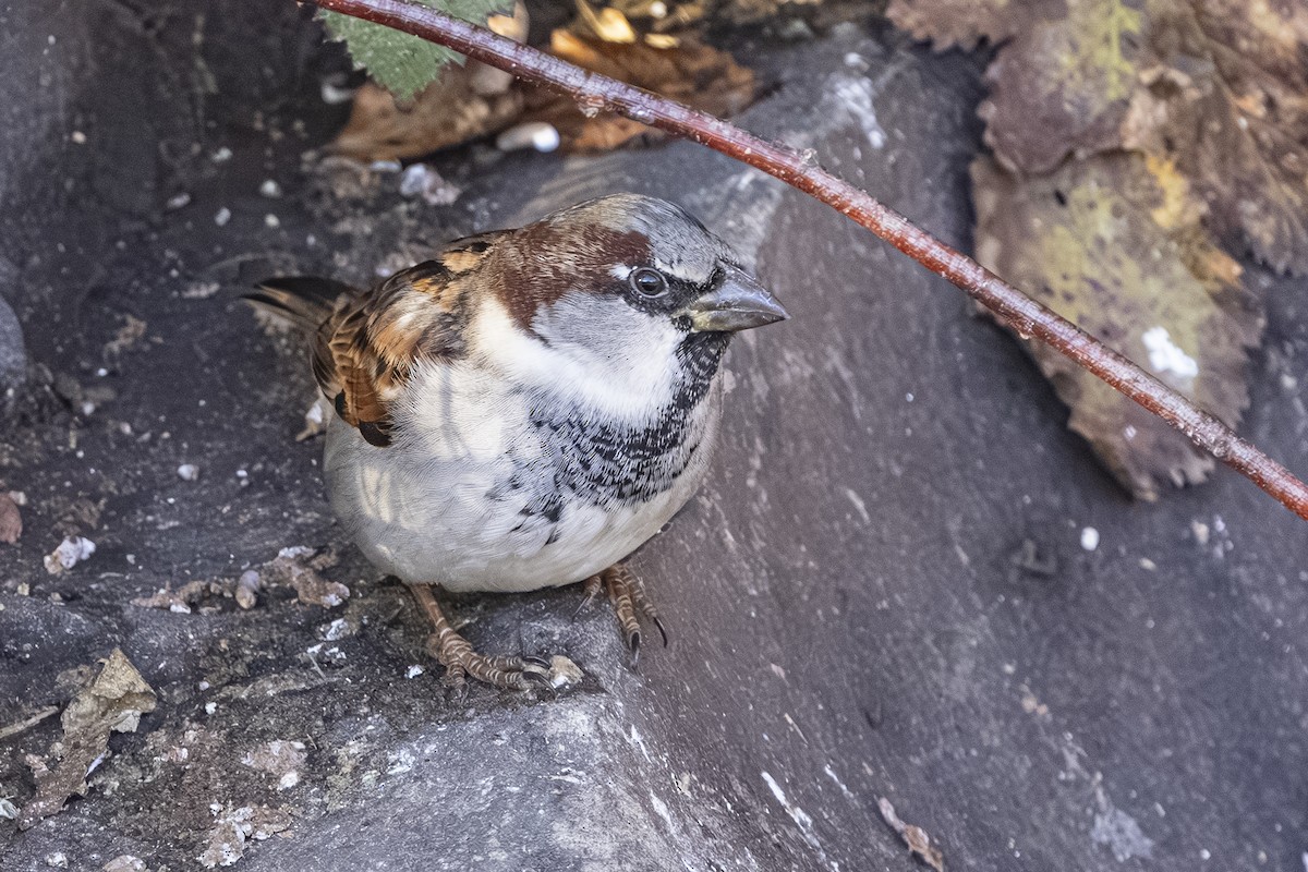 Gorrión Común - ML646559490