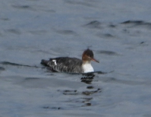 Red-breasted Merganser - ML646559493