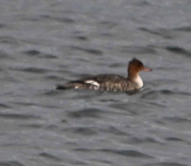 Red-breasted Merganser - ML646559494