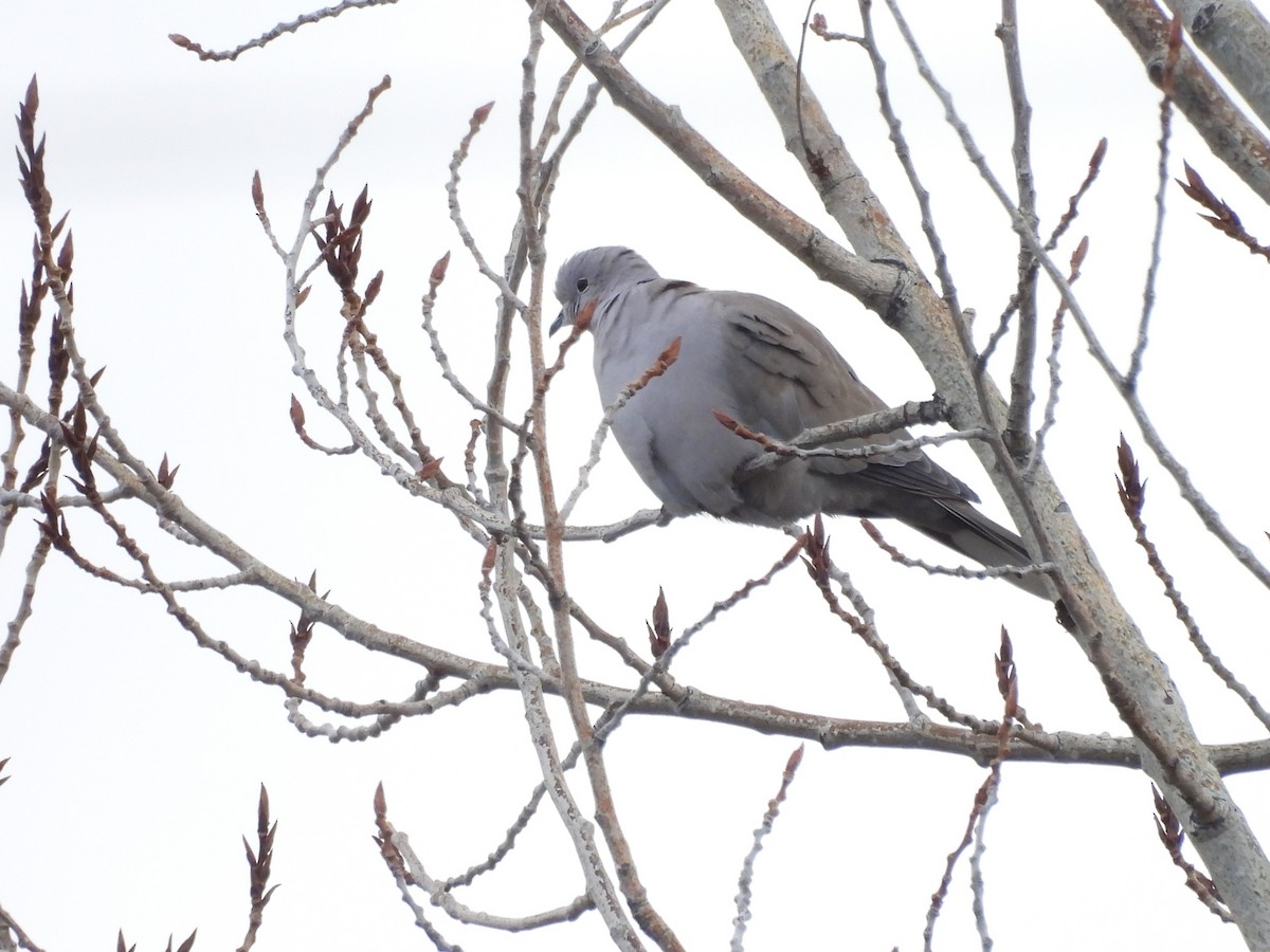 Türkentaube - ML646559497