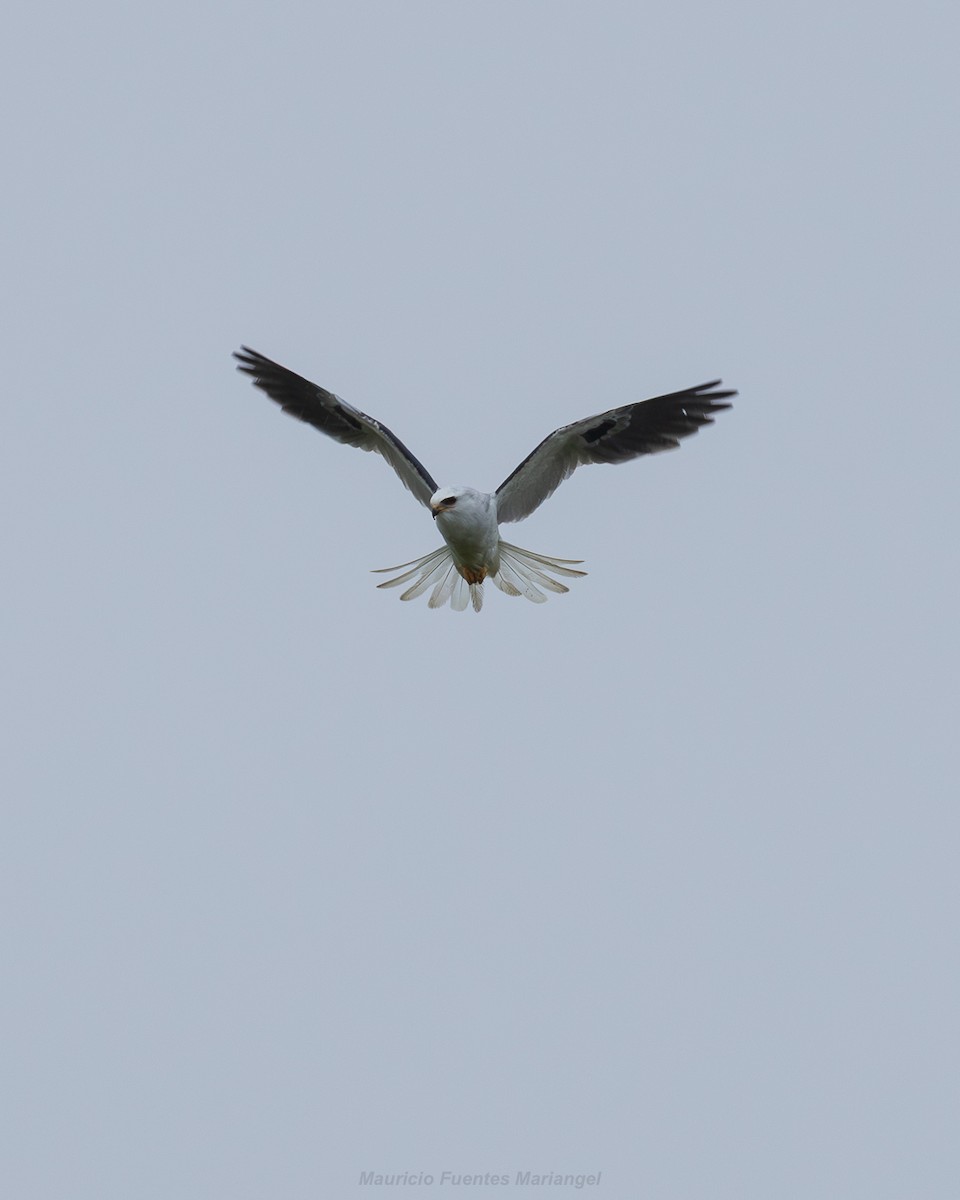 White-tailed Kite - ML646559498