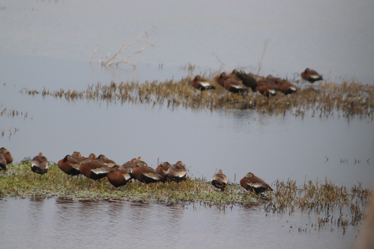 Black-bellied Whistling-Duck - ML646559499