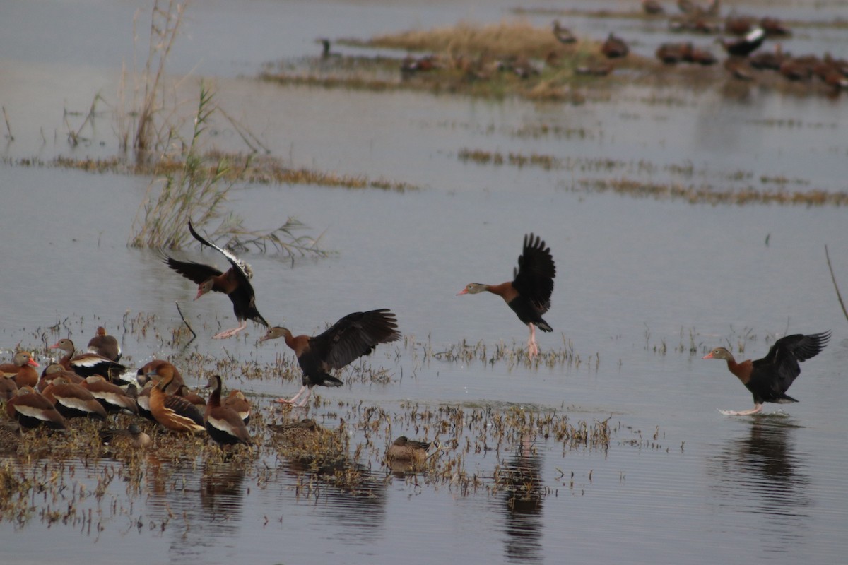 Black-bellied Whistling-Duck - ML646559501