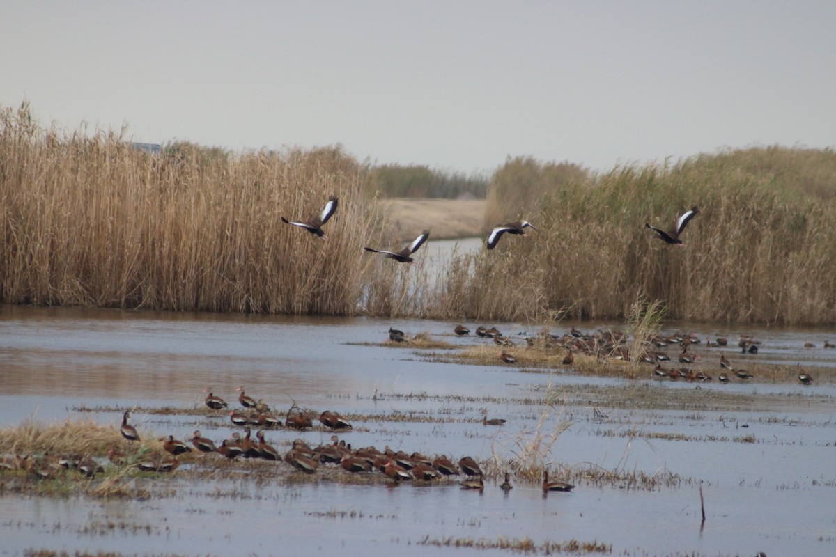 Black-bellied Whistling-Duck - ML646559502