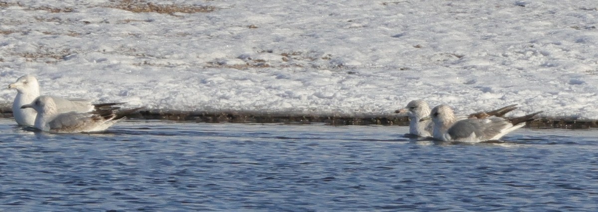 Short-billed Gull - ML646559503