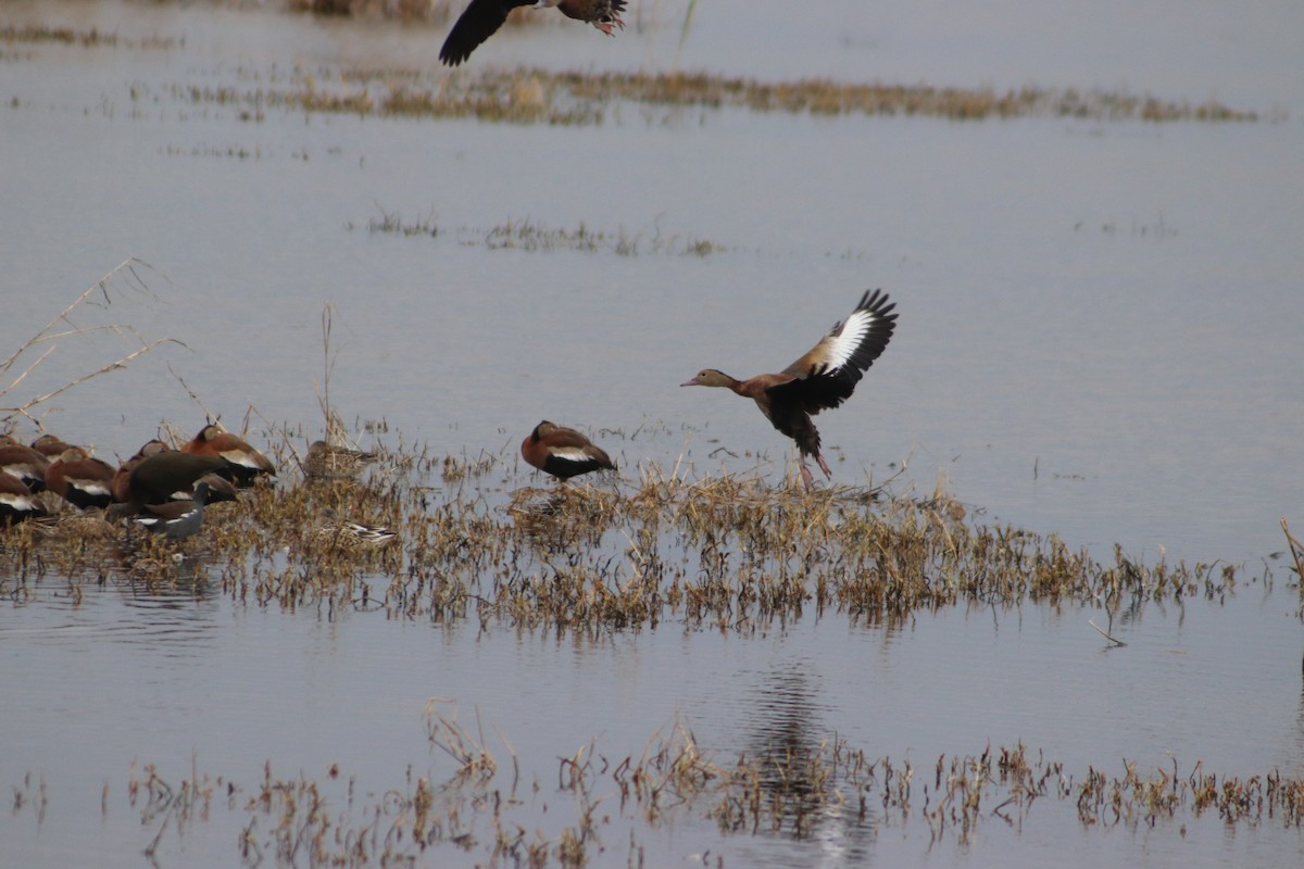 Black-bellied Whistling-Duck - ML646559504