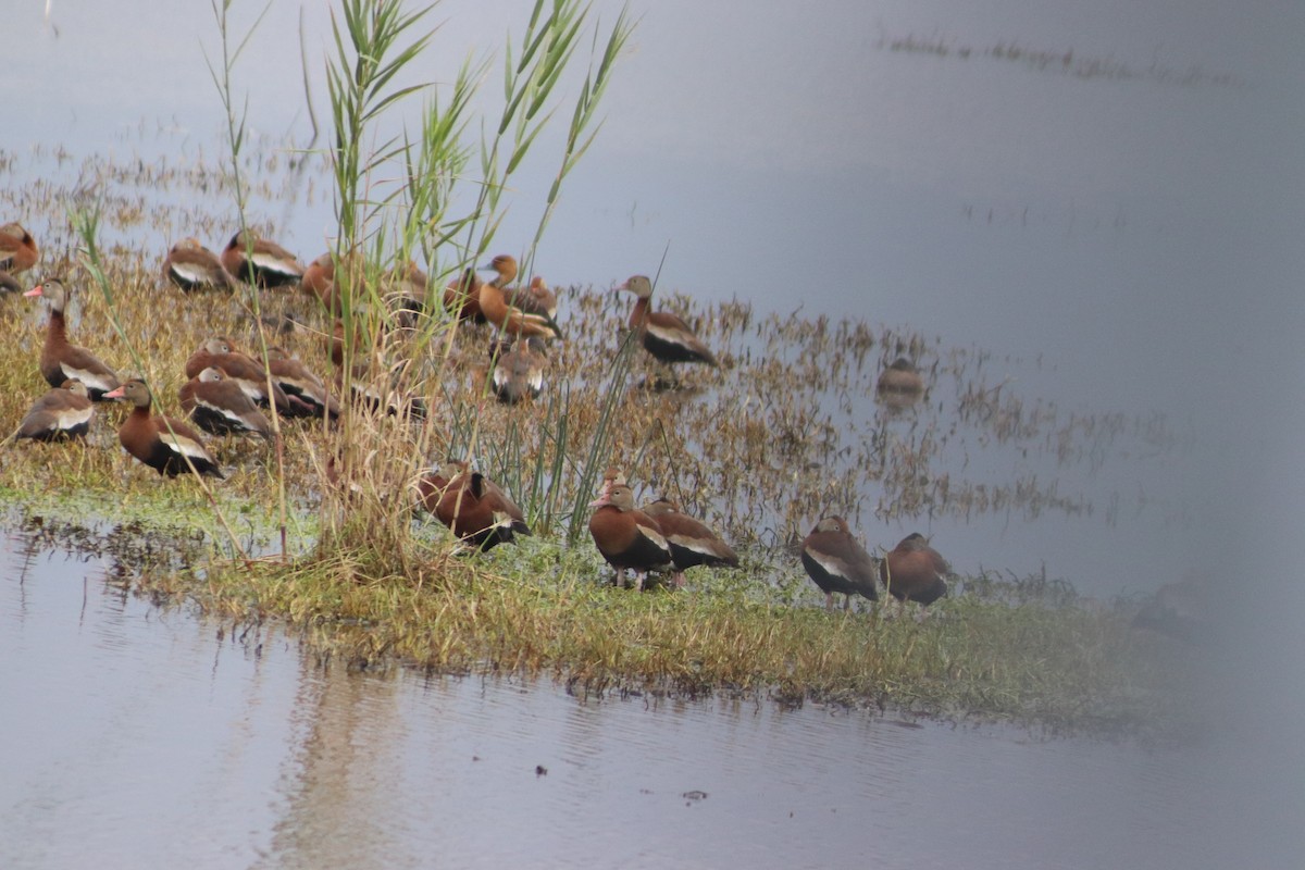 Black-bellied Whistling-Duck - ML646559506