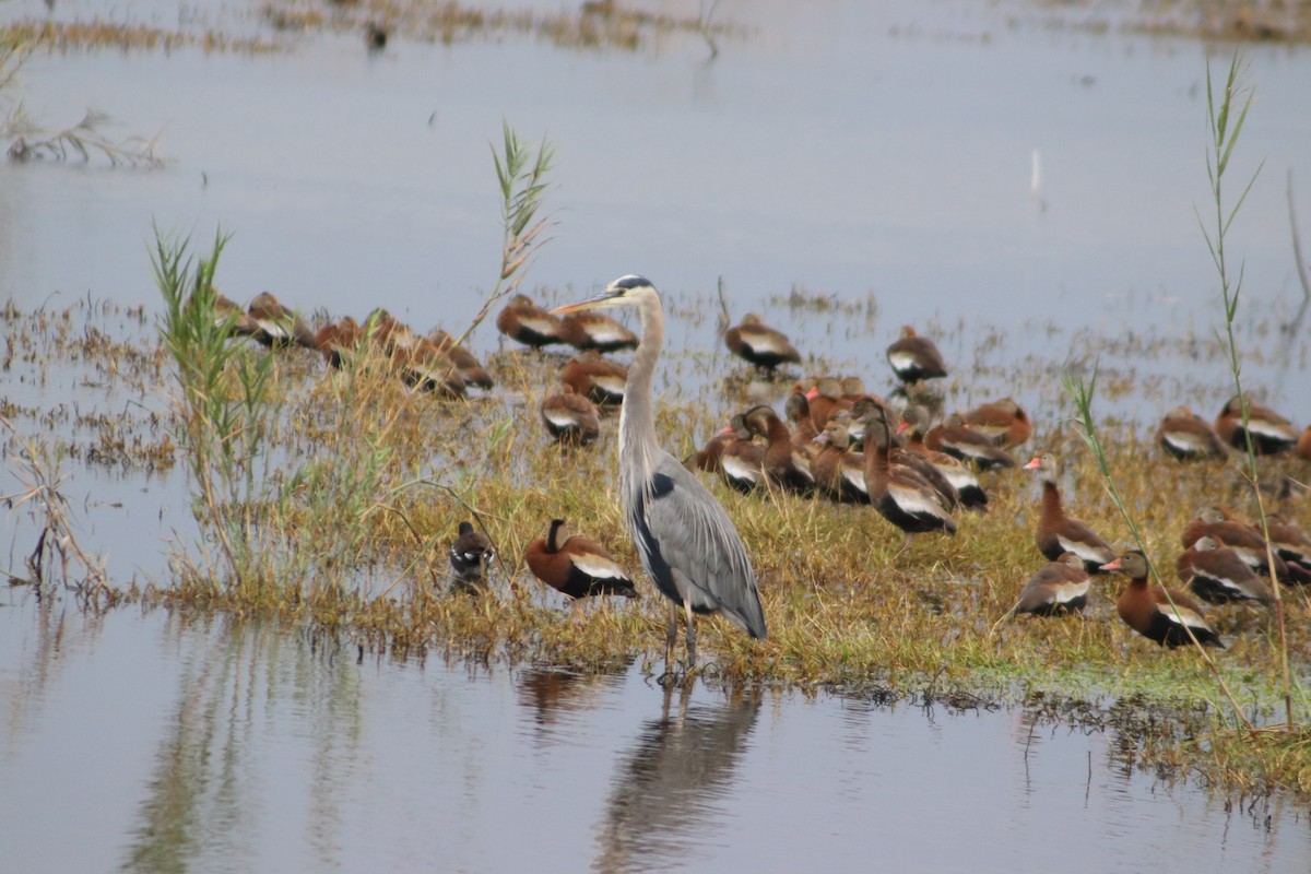Black-bellied Whistling-Duck - ML646559507