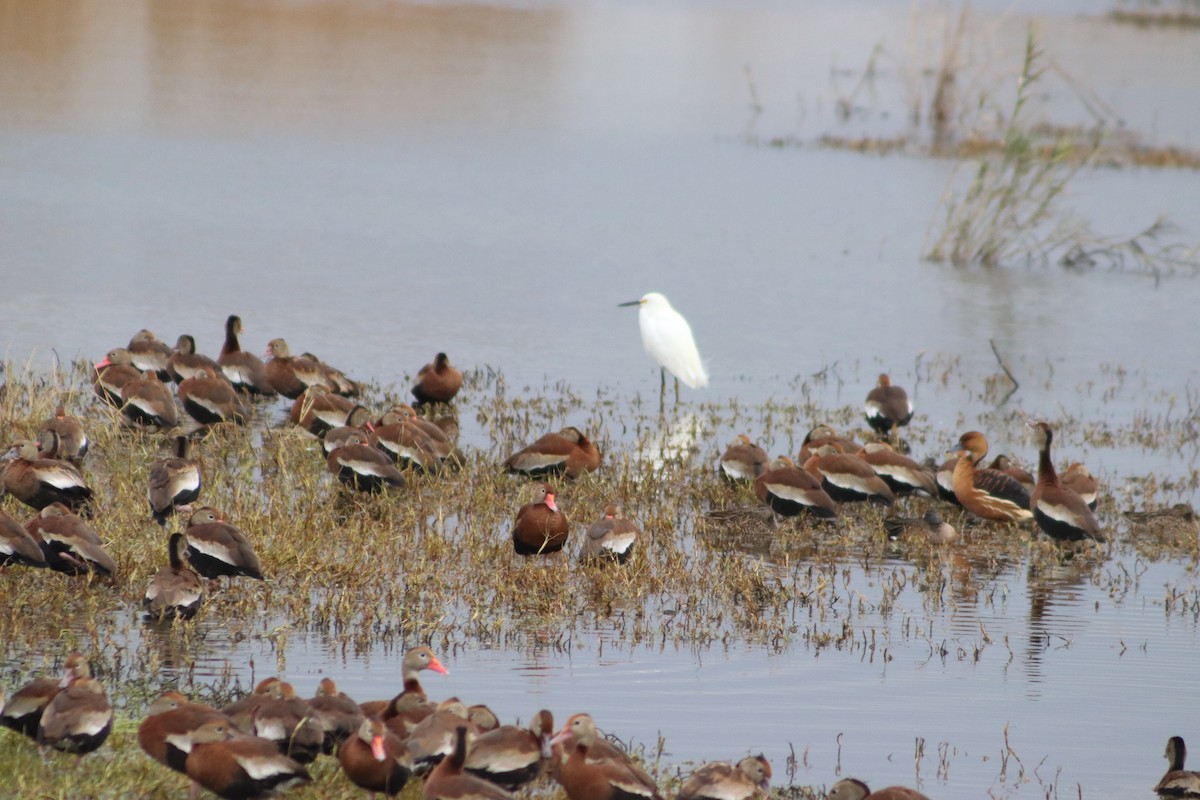 Black-bellied Whistling-Duck - ML646559508