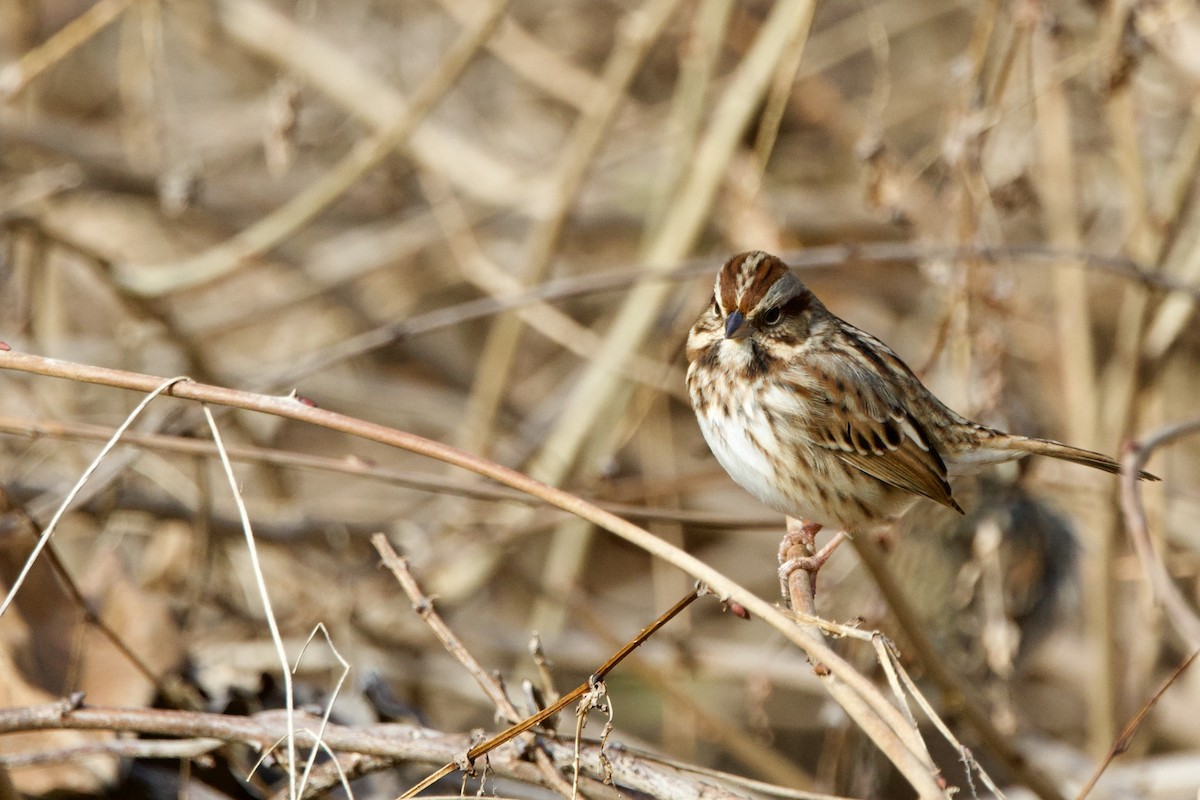 Song Sparrow - ML646559511