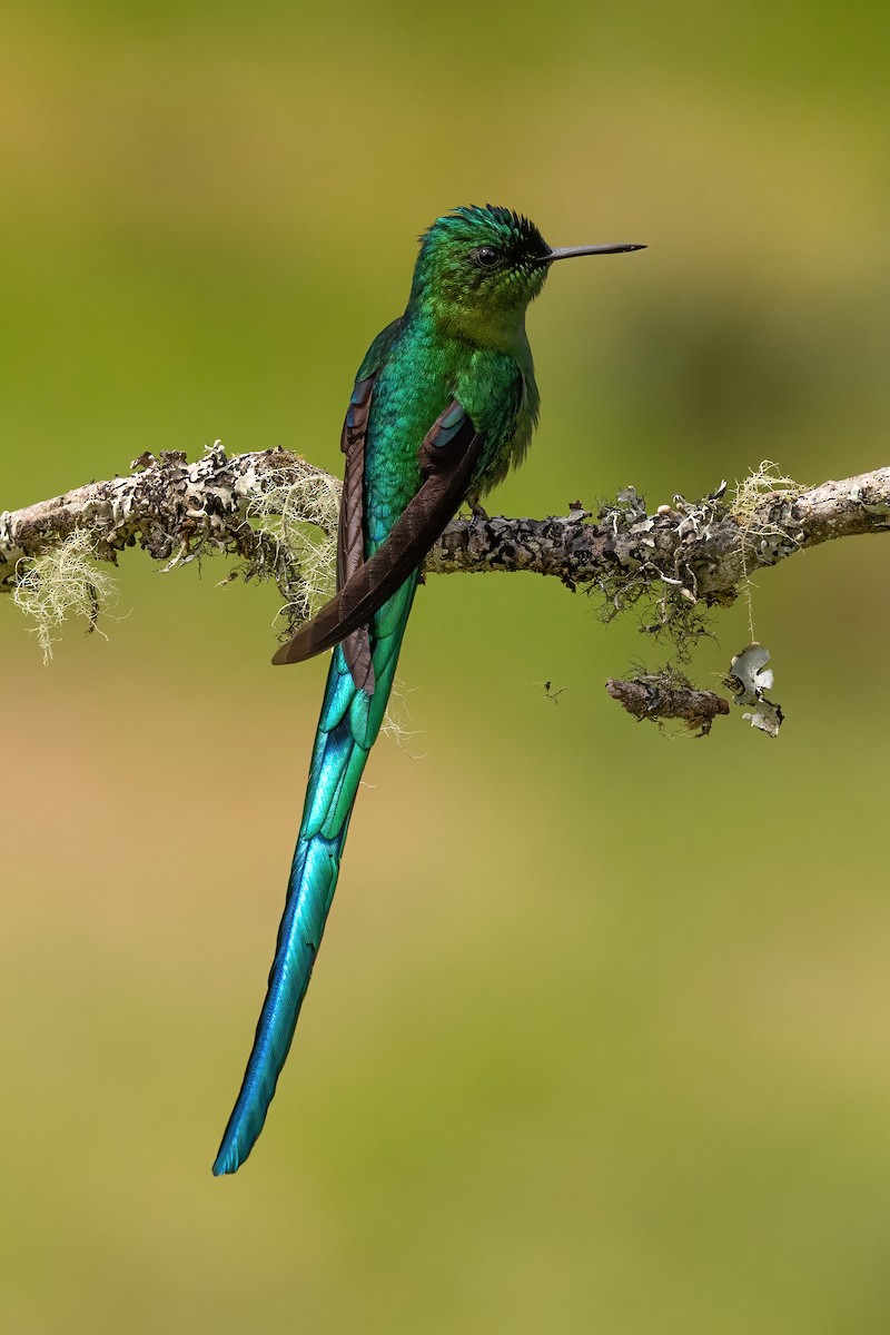 sylfa dlouhoocasá - ML646559520