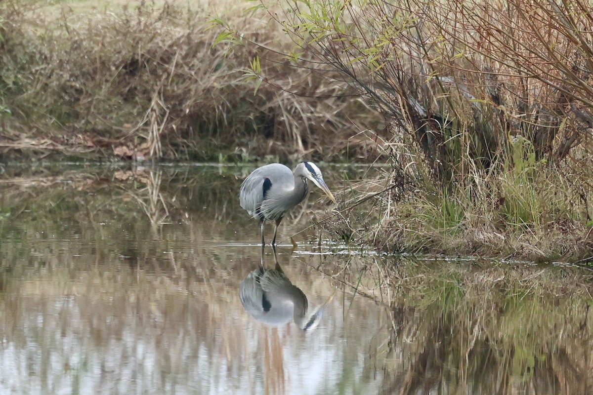 Great Blue Heron - ML646559522