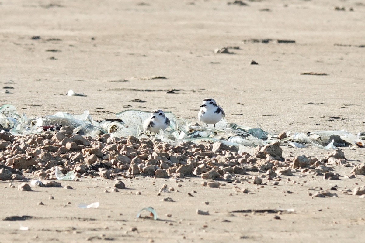 Chorlitejo Nivoso - ML646559523