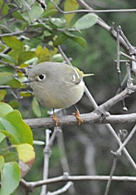 Ruby-crowned Kinglet - ML646559532